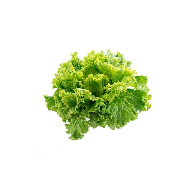 Lechuga Hidroponica